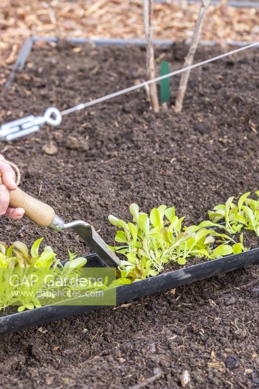 Woman using trowel to push the mixed salad leaves out of the gutter and into a shallow trench dug along the edge of a bed
