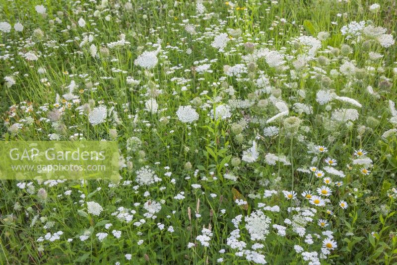 Wildflower meadow with white flowers including wild carots, daisies and yarrow.
