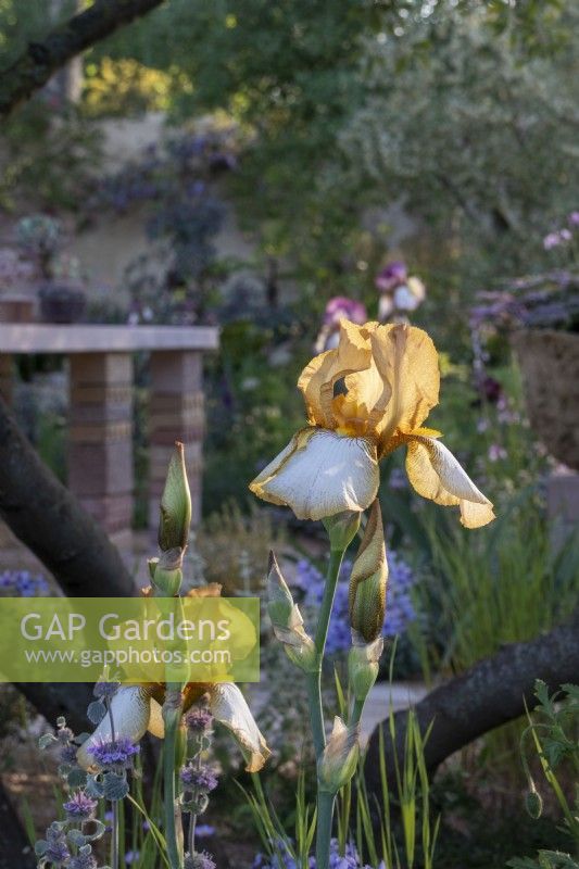 Iris 'Benton Susan'  on The Nurture Landscapes Garden designed by Sarah Price - RHS Chelsea Flower Show 2023