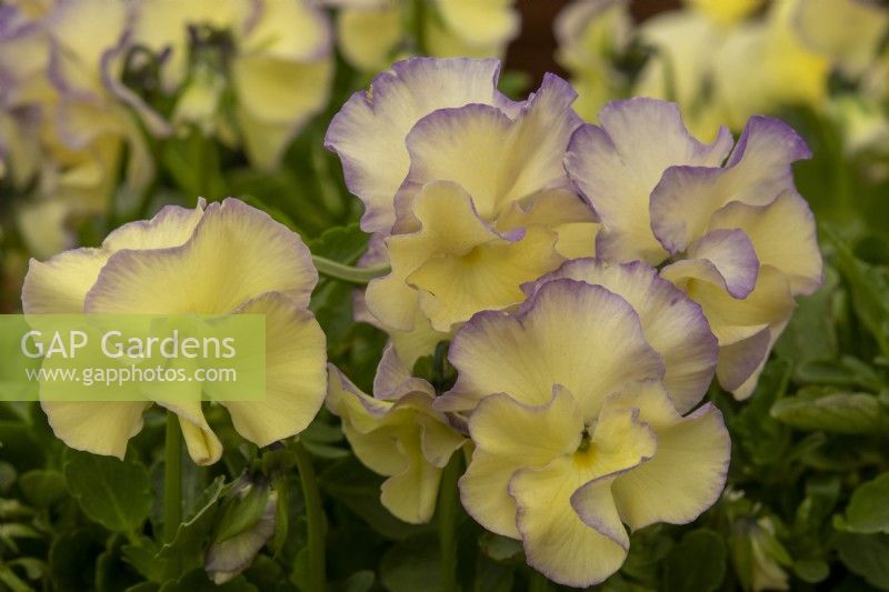 Viola 'Bridie' - Victorian Violas - RHS Chelsea Flower Show 2023
