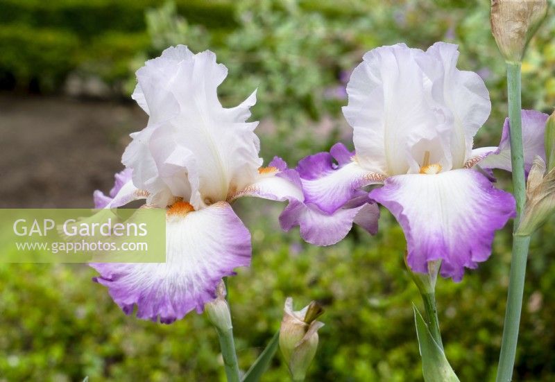 Iris x germanica Ravissant, spring May