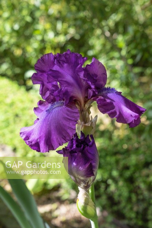 Iris x germanica Swingtown, spring May