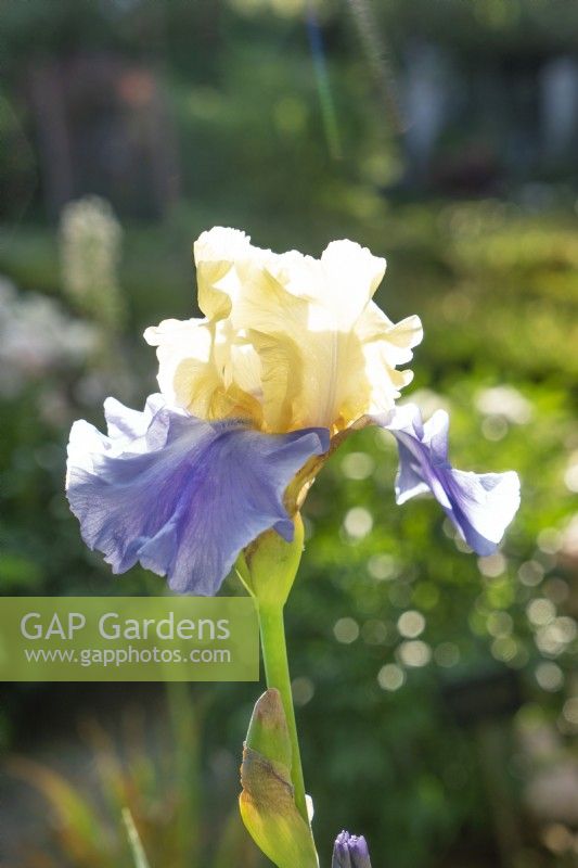 Iris x germanica Haut Les Voiles, spring May