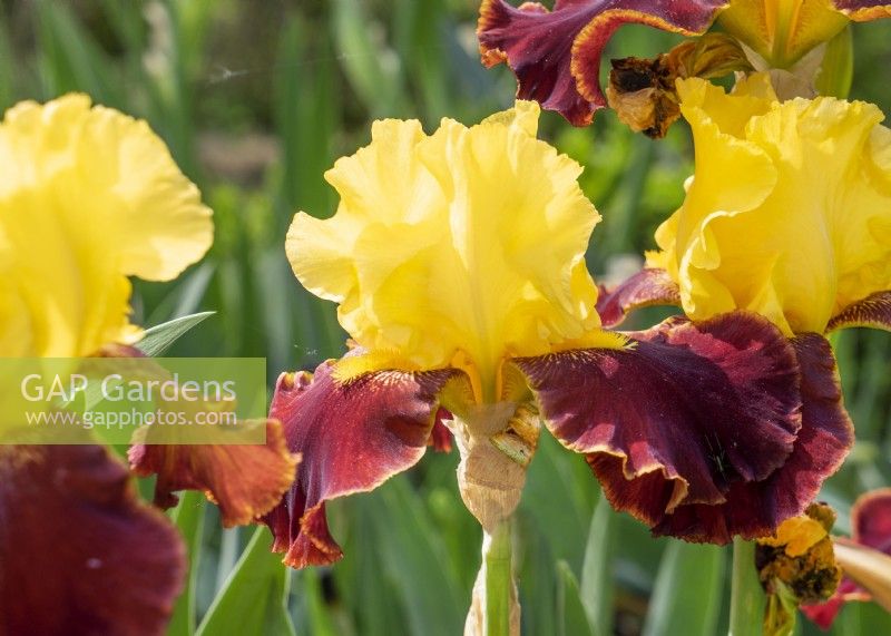 Iris x germanica Peking Summer, spring May