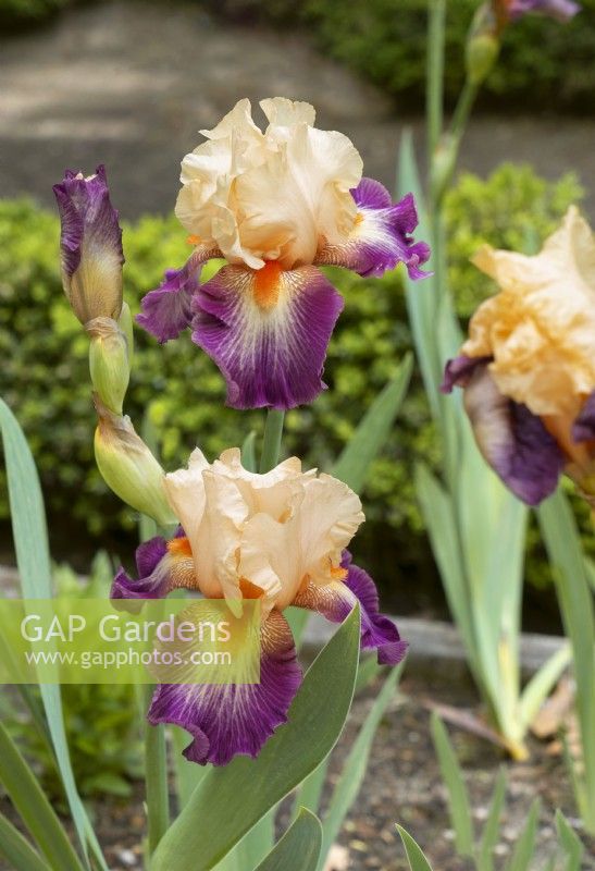Iris x germanica Chevalier de Malte, spring May
