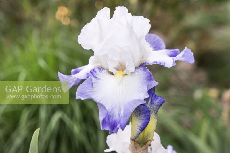 Iris x germanica Fabuleux, summer June
