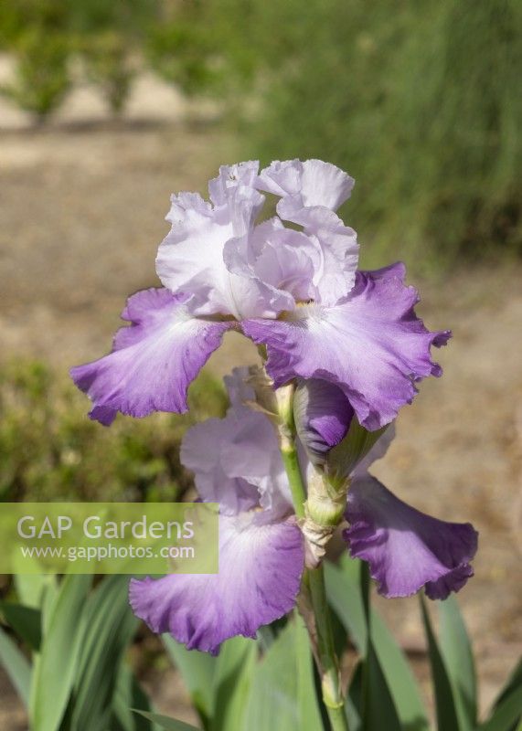 Iris x germanica Cumulus, summer June