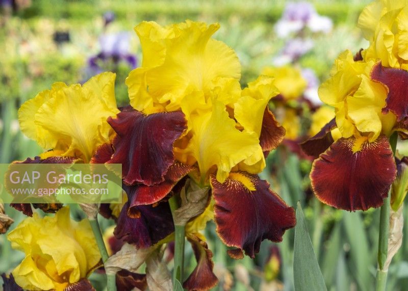 Iris x germanica Andalou, spring May