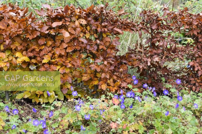 Geranium Rozanne in front of a beech hedge in November
