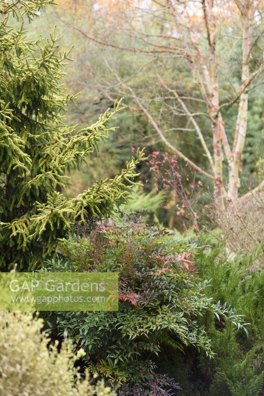 Border of shrubs and trees including Nandina domestica 'Plum Passion' in November