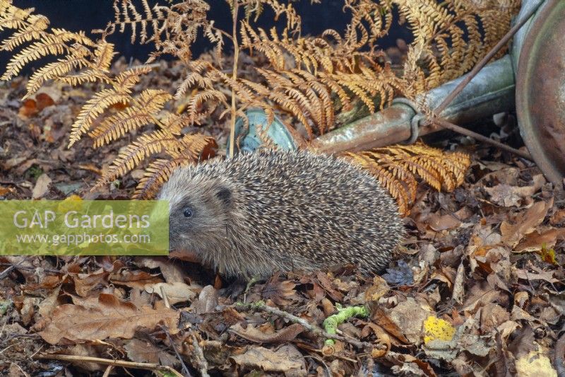 Hedgehog Erinaceus europaeus in garden setting Norfolk UK