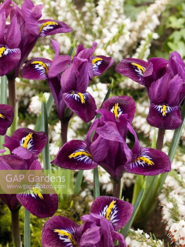 Iris reticulata Purple Hill, spring March