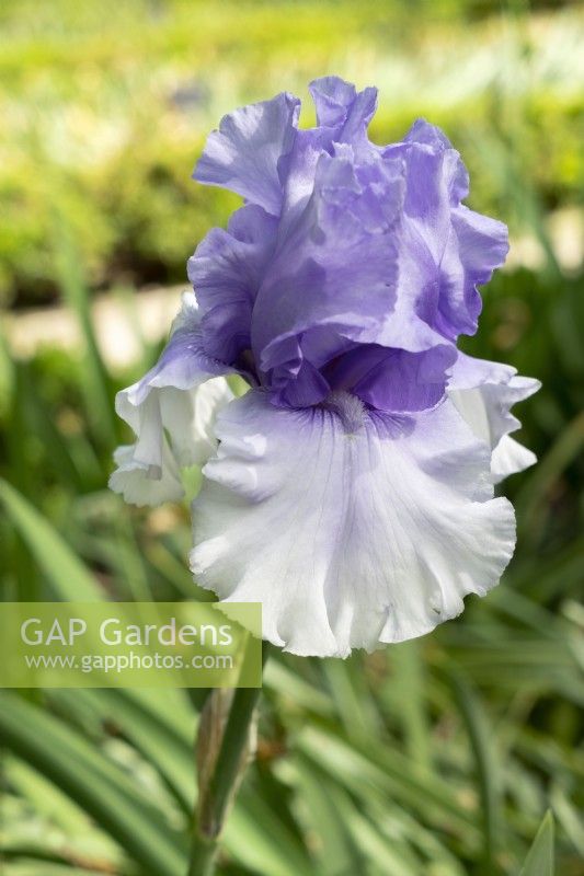 Iris x germanica Blitz, summer June