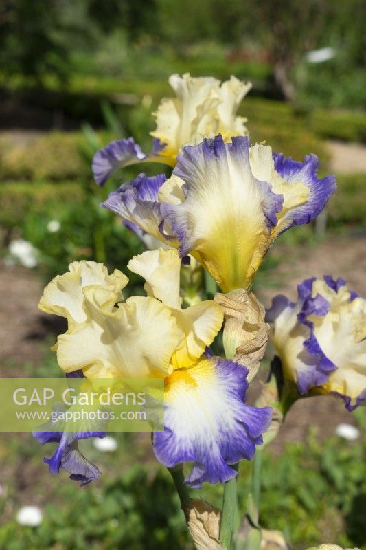 Iris x germanica Bel Avenir, summer June
