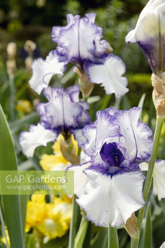 Iris x germanica Orinoco Flow, summer June