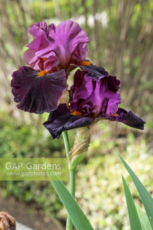 Iris x germanica Fiery Temper, spring May
