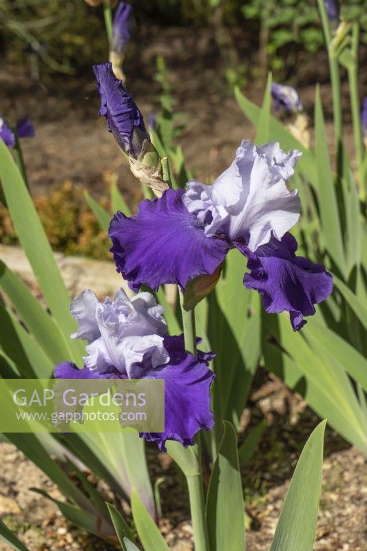 Iris x germanica Proud Tradition, summer June