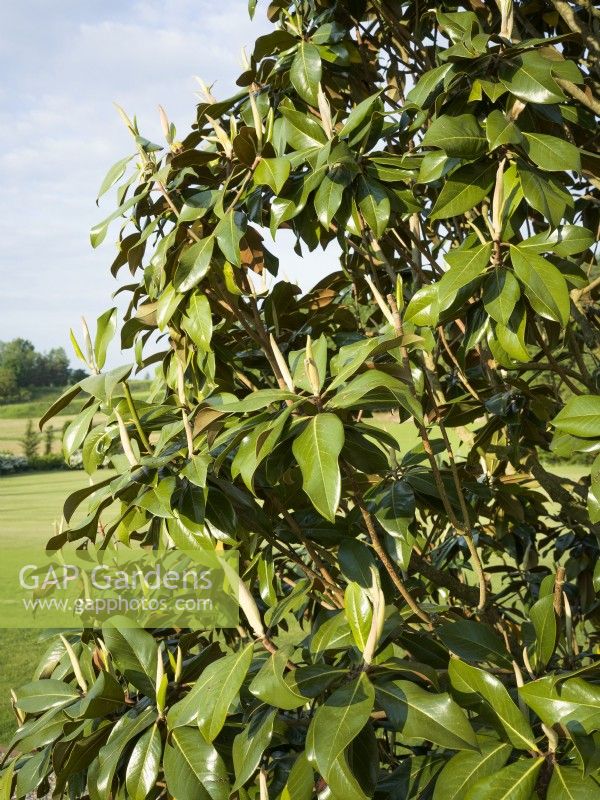 Magnolia grandiflora, summer June