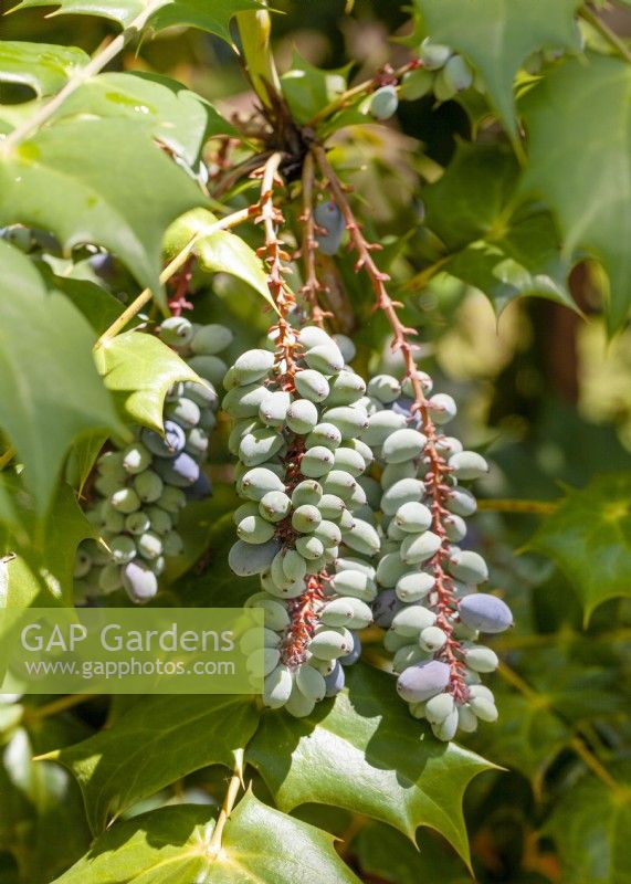 Mahonia japonica, spring March