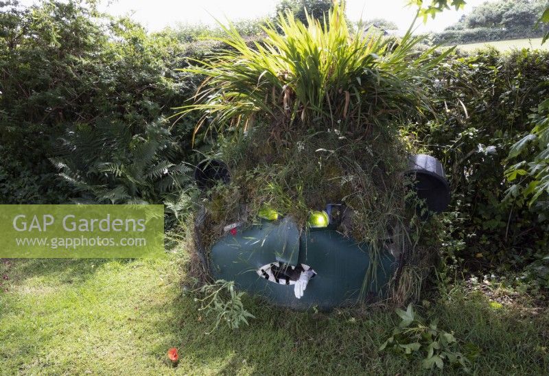 The Green Monster; a sculpture made of an old oil tank and bits of plastic. The eyes on the monster are lit up green and its hair is a profusion of crocsmia, monbretia. A hedge runs behind. Harbour Lights, Devon NGS garden. July. 