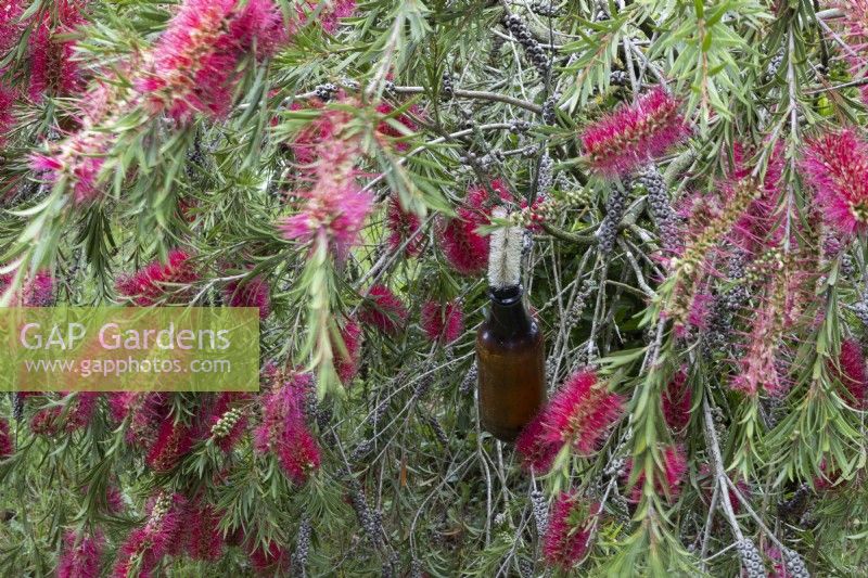 A red flowering bottle brush, Callistemon,  plant has a glass bottle hanging within it, amongst the flowers, with an old bottle brush sticking in the top. Harbour Lights, Devon NGS garden. July. 