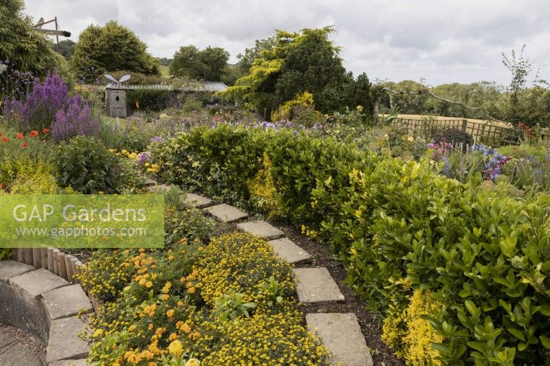 A curving paving slab path curves through the image with a 
circular, sunken area to the left. A profusion of yellow and orange flowering plants are to the left of the path while a euonymus hedge runs to the right. Harbour Lights, Devon NGS garden. July. 