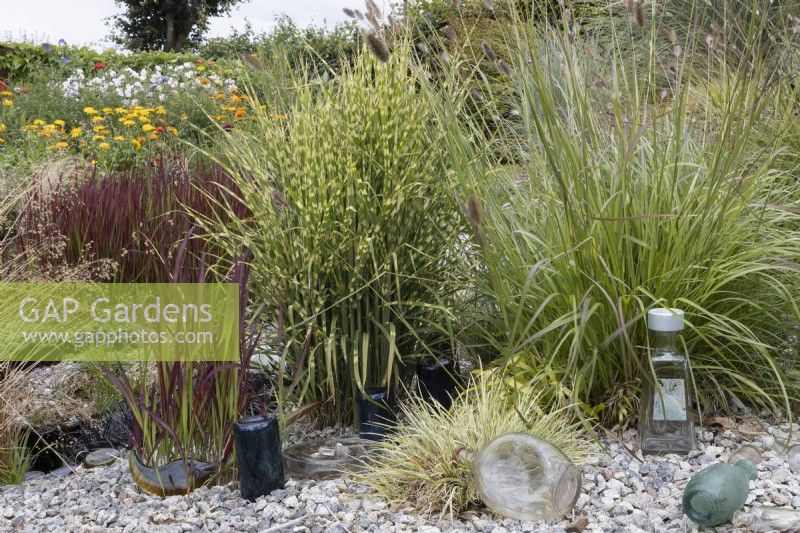 In the Bottle Garden, a variety of grasses grow within a gravel base amongst many glass bottles of various colours. Harbour Lights, Devon NGS garden. July. 
