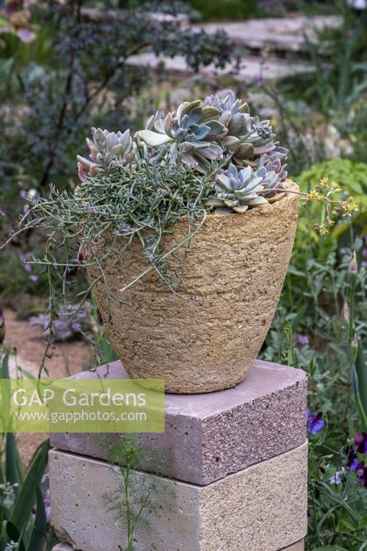 Large handmade terracotta pot filled with Echeveria glauca 'Silver Lining'