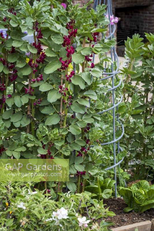 Red flowered Broad Bean, Vicia faba, with metal wigwam plant support