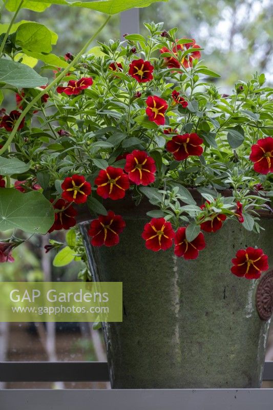 Calibrachoa 'Red Kiss' or 'Million Bells' in pot on greenhouse windowsill