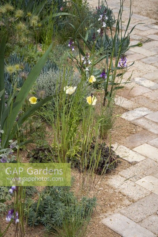 Paved path leading through a dry sandy garden with naturalistic informal planting