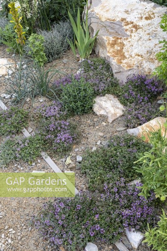 Thyme growing in gravel at the edge of a dry garden