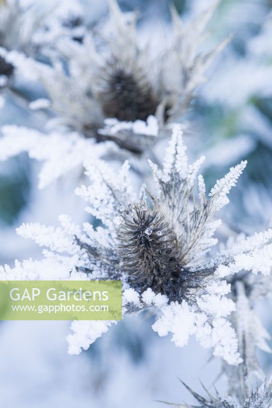 Eryngium giganteum - Sea Holly. Closeup of frosted seed heads. December