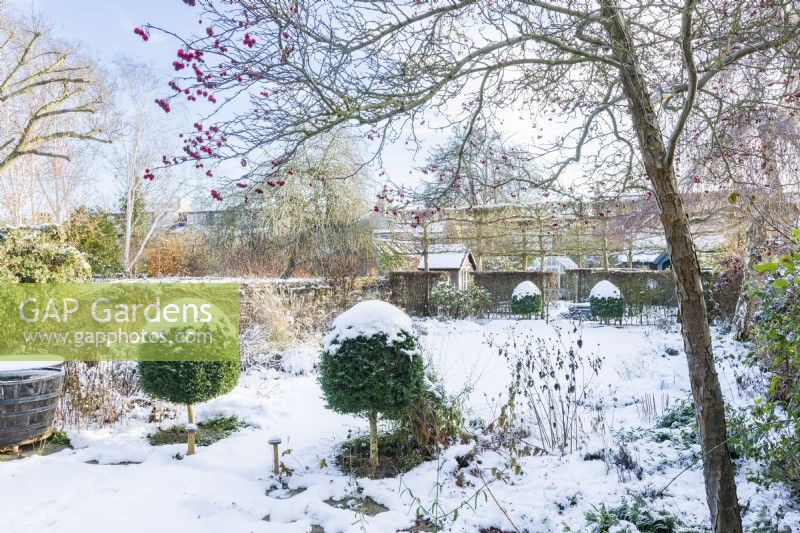 View of formal town garden in winter framed by Crataegus persimilis 'Prunifolia' - cockspur thorn, with box topiary and herbaceous beds and borders. December.