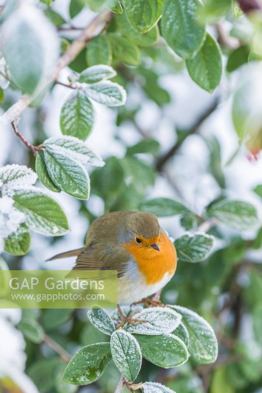 Robin perched on frosted branch of Cotoneasterr lacteus. December.