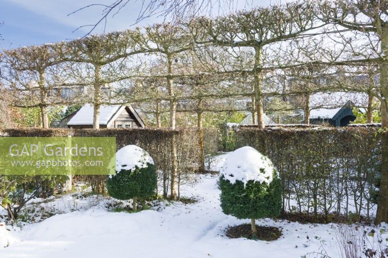 View of snow covered garden in winter with pleached fieldmaples, a hawthorn hedge and box tree topiary. December,