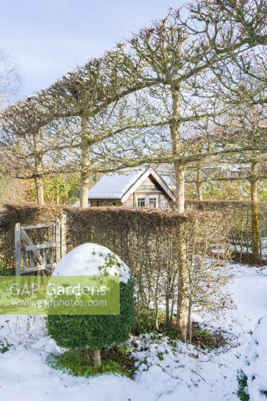 View of snow covered garden in winter with pleached fieldmaples, a hawthorn hedge and box tree topiary. December,