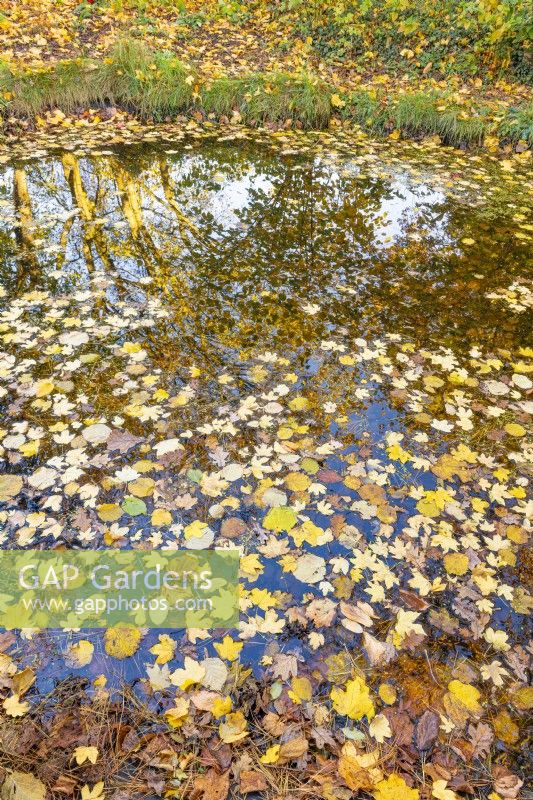 View of fallen leaves on the surface of an informal pond in a country cottage garden in Autumn - November