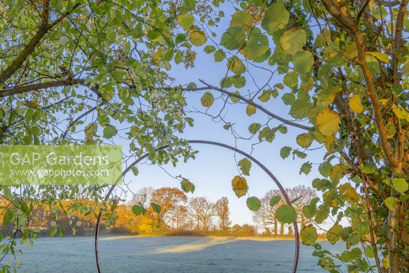 View of  a frosty wildflower meadow through leaves of Tilia x europaea in Autumn - November