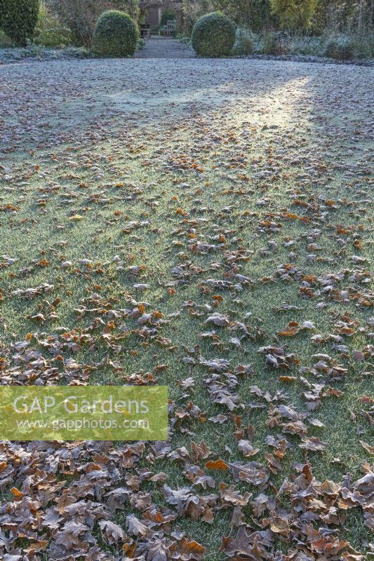Fallen leaves left on a frosty well mown garden lawn in Autumn - November