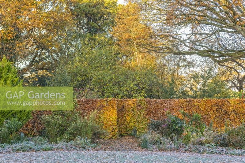 View of a formal beech hedge dividing areas of a country cottage garden in Autumn - November