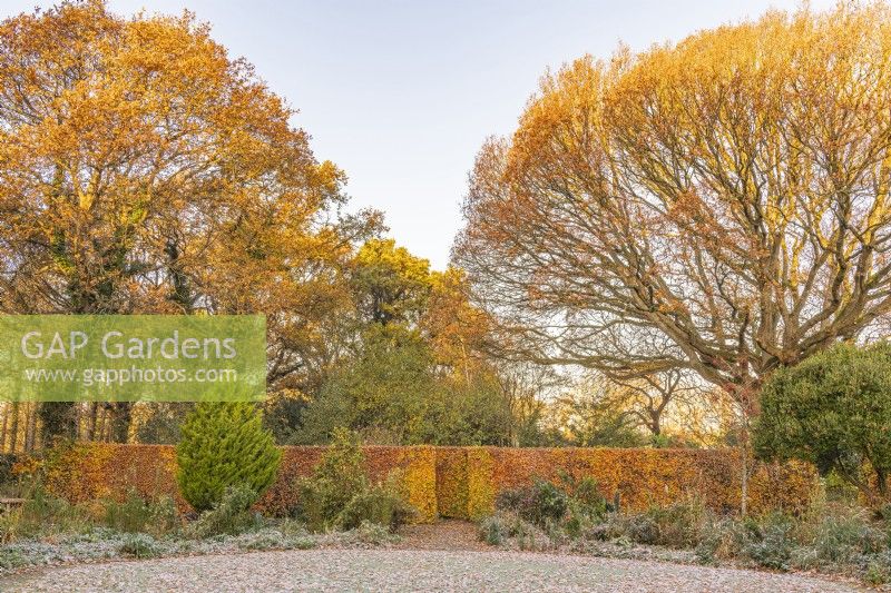 View of a formal beech hedge dividing areas of a country cottage garden in Autumn - November