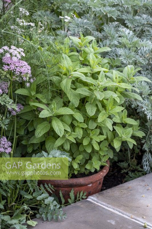 Mint planted in terracotta pot in border, in order to stop it spreading