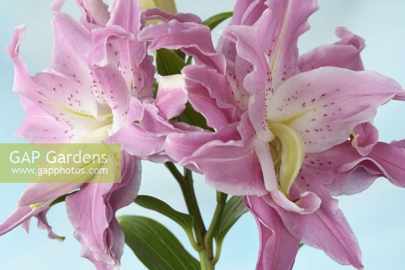 Lilium  'Lotus Elegance'  Lily  Div  VII  Oriental hybrid  Double flowered  July
