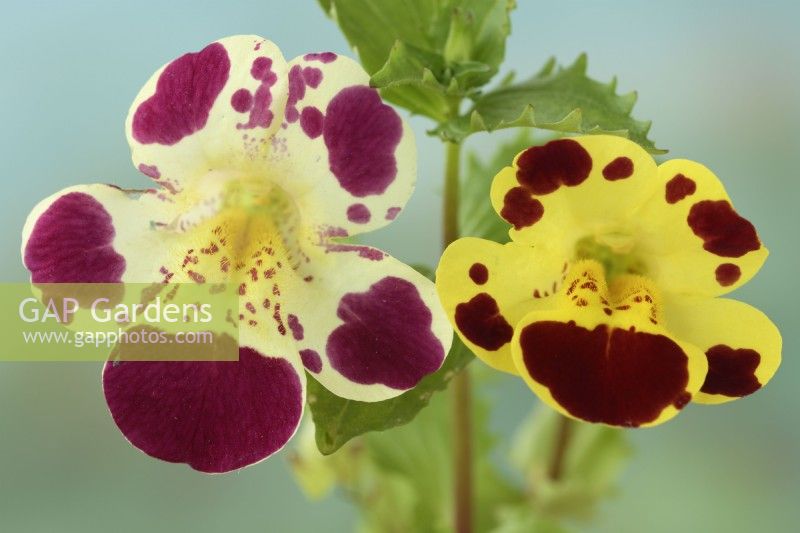 Mimulus  'Tigrinus'  Monkey flower  Young and old flower  August