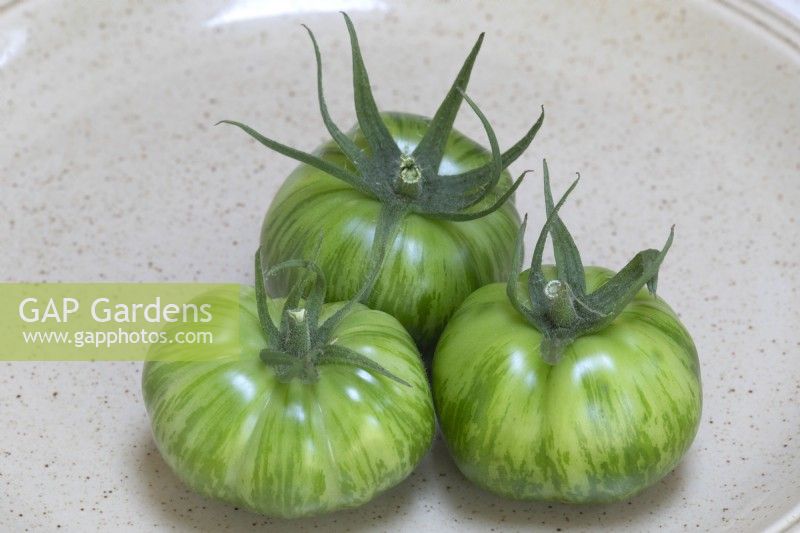 Solanum lycopersicum tomato  'Green Striped' tomato 