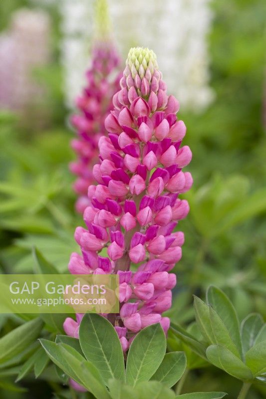 Lupinus 'Gallery Red'
