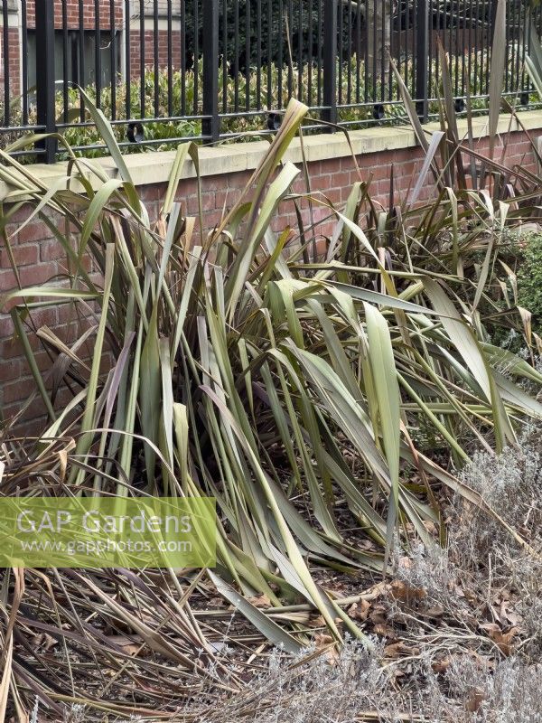 Phormium showing severe damage after unusually cold winter temperatures. February