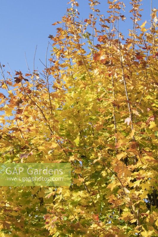 Acer platanoides 'Drummondii' Norway Maple