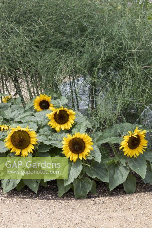 Helianthus Sunflower and 'Little Dorrit' Asparagus 'Connovers Collosal'